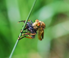 Cophinopoda