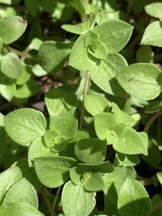 Crassula pellucida brachypetala