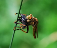 Cophinopoda