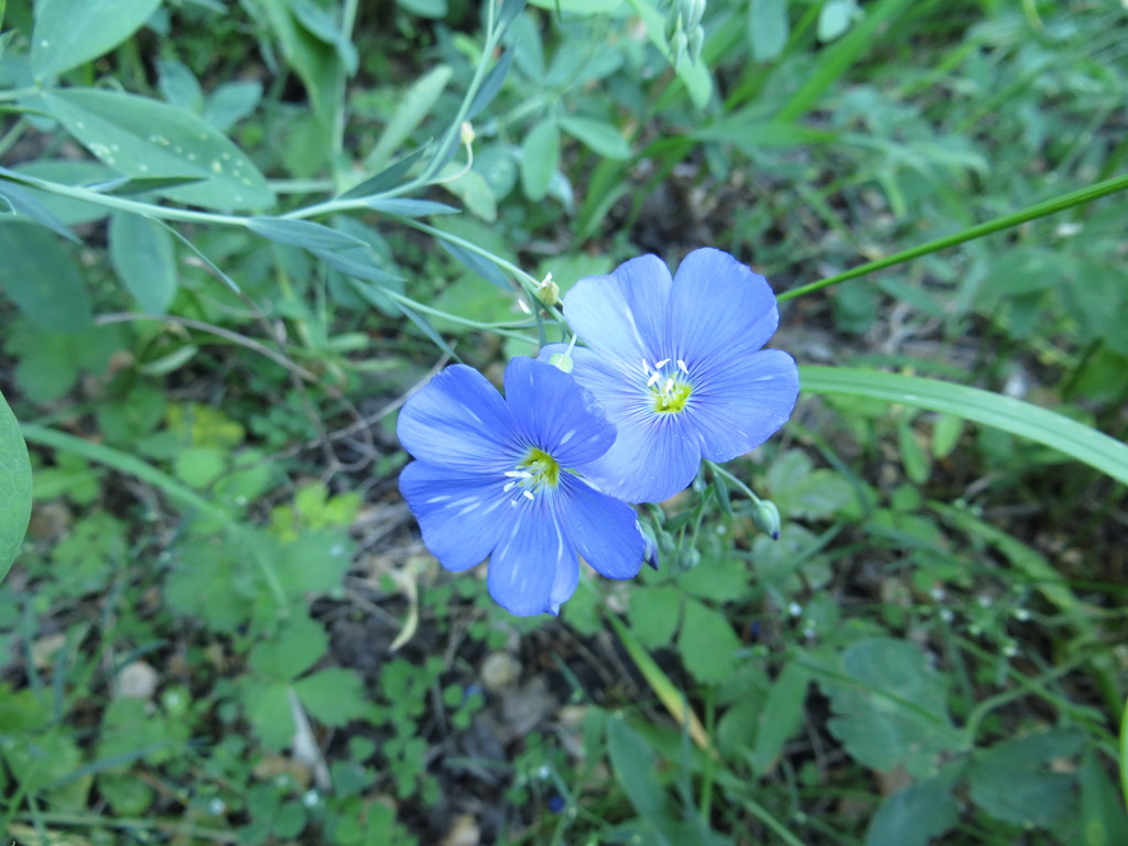 Linum perenne, Ртищевский р-н, Саратовская обл., Россия