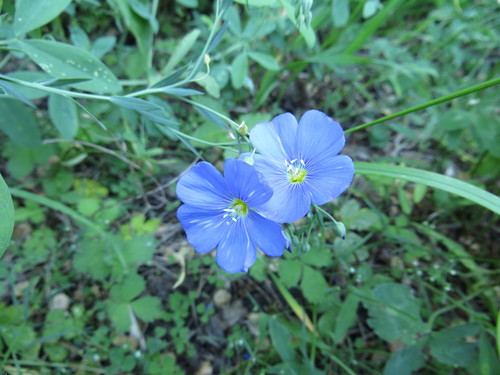 Linum perenne