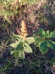 Spiraea × billardii