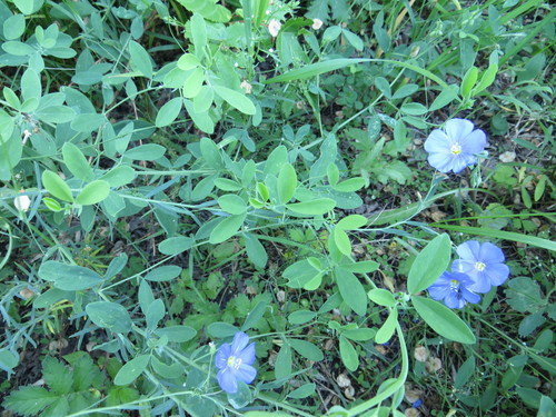 perennial flax
