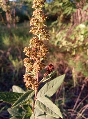 Spiraea × billardii