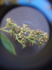 Spiraea × billardii