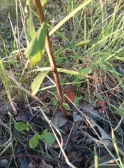 Spiraea × billardii