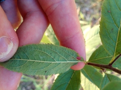 Spiraea × billardii