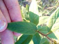 Spiraea × billardii