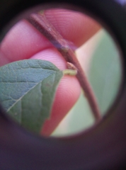 Spiraea × billardii