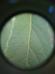 Spiraea × billardii