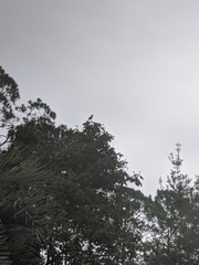 Mimus polyglottos image