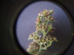 Spiraea × billardii