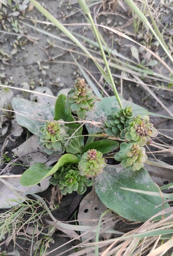 Plantago major iNat (3)