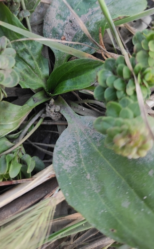 Plantago major