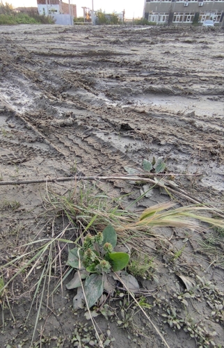 Plantago major