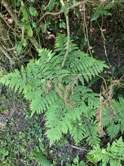 Pteris buchananii