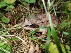 Lithobates sylvaticus image