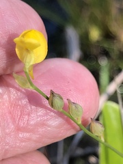 Utricularia juncea