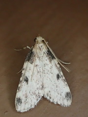 Aglossa costiferalis