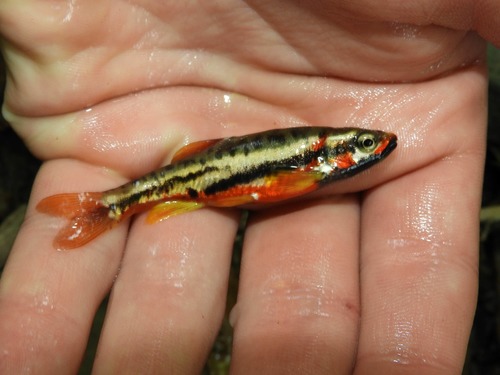 Mountain Redbelly Dace