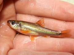 Notropis chiliticus