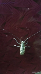 Macrochenus tigrinus