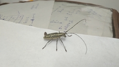 Macrochenus tigrinus