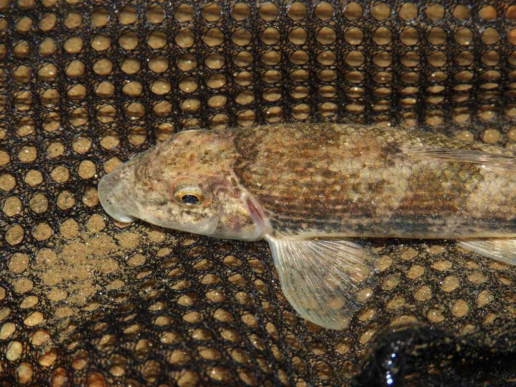 Roanoke hog sucker (Hypentelium roanokense) — Catostomidae