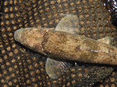 Hypentelium roanokense