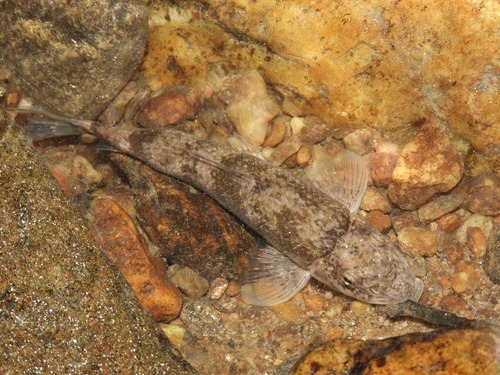 Roanoke-varkenszuiger (Hypentelium roanokense) — Catostomidae — 4