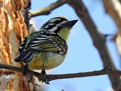 Pogoniulus chrysoconus