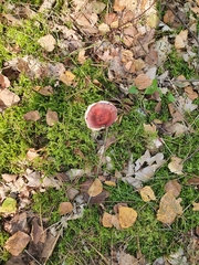 Russula