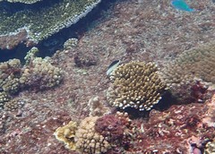Anampses neoguinaicus
