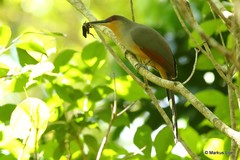 Coccyzus longirostris