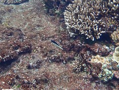 Anampses neoguinaicus