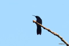 Anthracothorax dominicus