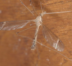 Tipula helvola