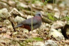 Geotrygon leucometopia