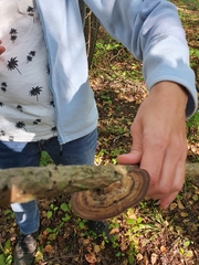 Daedaleopsis confragosa