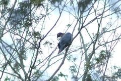 Patagioenas squamosa