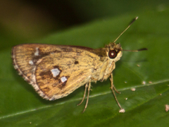 Scobura isota