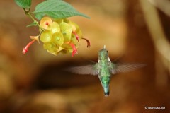 Mellisuga minima