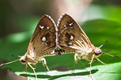 Scobura isota