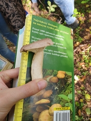Lactarius glyciosmus