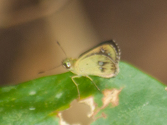 Scobura isota