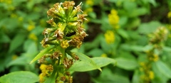 Pterygota