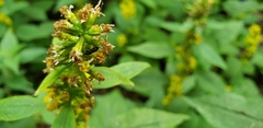 Pterygota