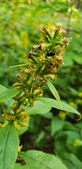 Pterygota