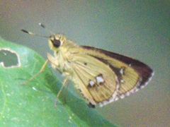 Scobura isota