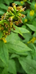 Pterygota